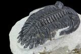 Bargain, Hollardops Trilobite - Visible Eye Facets #92069-2